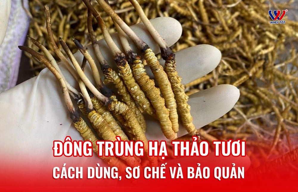 Đông trùng hạ thảo tươi: cách dùng, sơ chế và bảo quản chuẩn từng bước