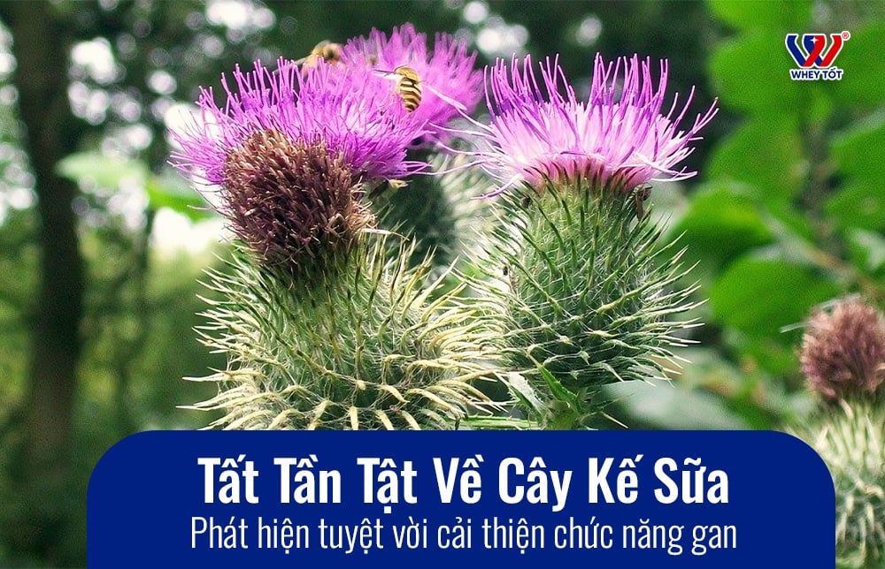 Milk Thistle Là Gì - Tất Tần Tật Về Cây Kế Sữa Và Công Dụng Bổ Gan