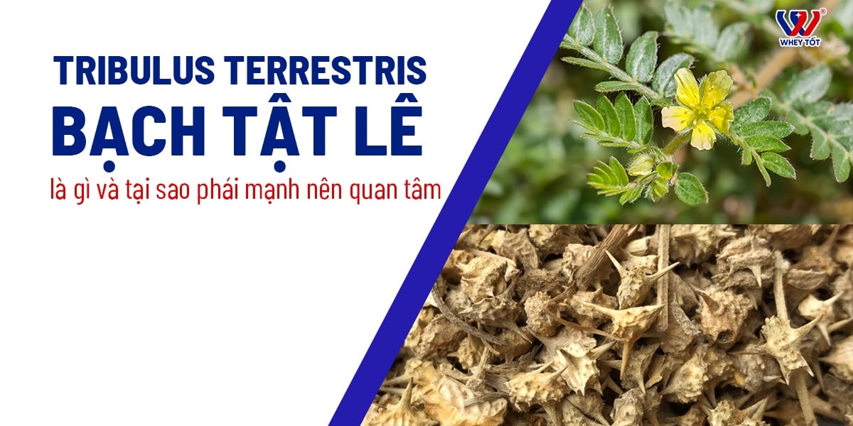 Review Top 7 Tribulus Mạnh Mẽ Nhất Cho Phái Mạnh