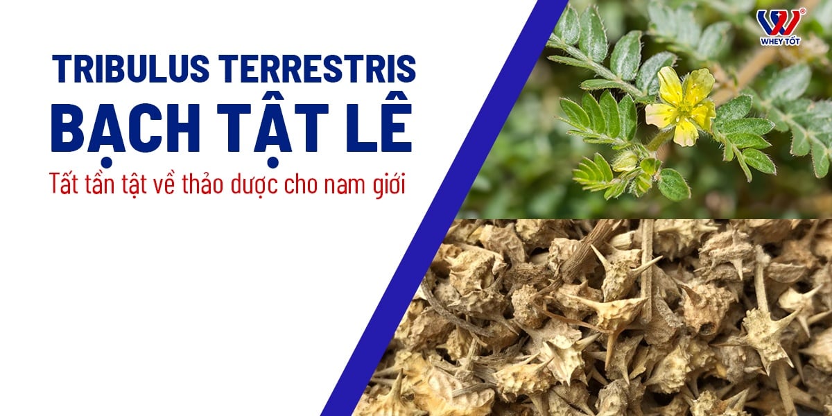 Tribulus Terrestris Là Gì 5 Tác Dụng Vàng Và Những Lưu Ý Quan Trọng
