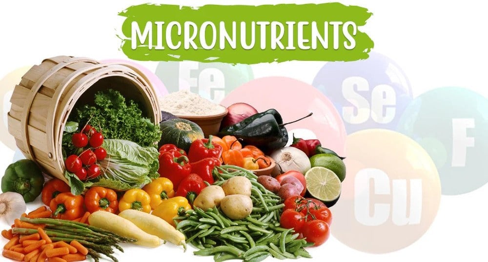 Micronutrient (vitamin & khoáng chất) ảnh hưởng thế nào đến hiệu suất?