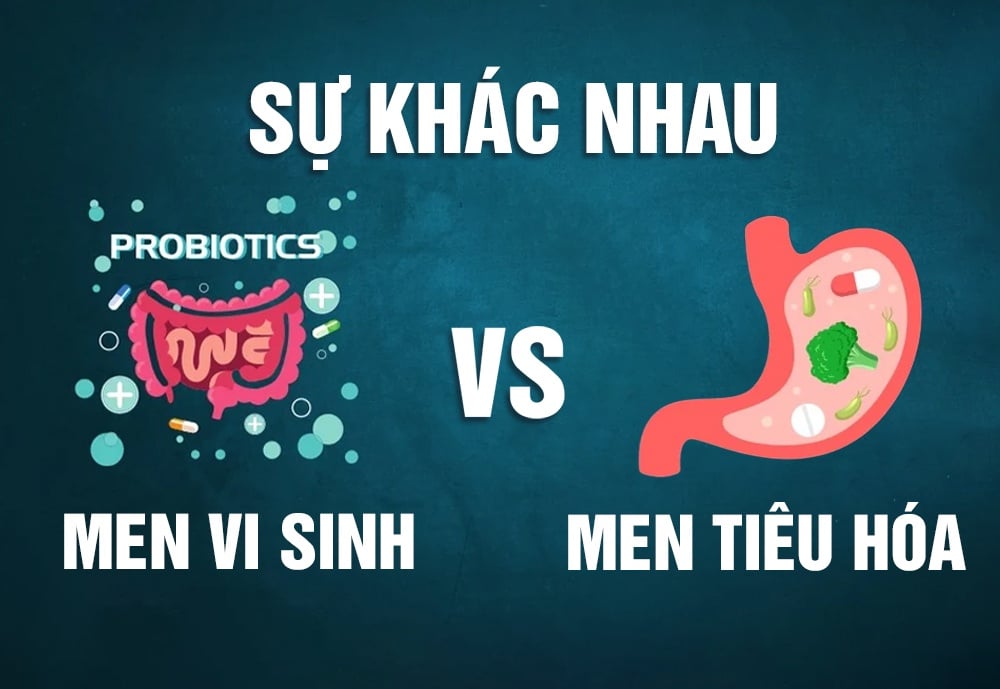 men vi sinh và men tiêu hóa