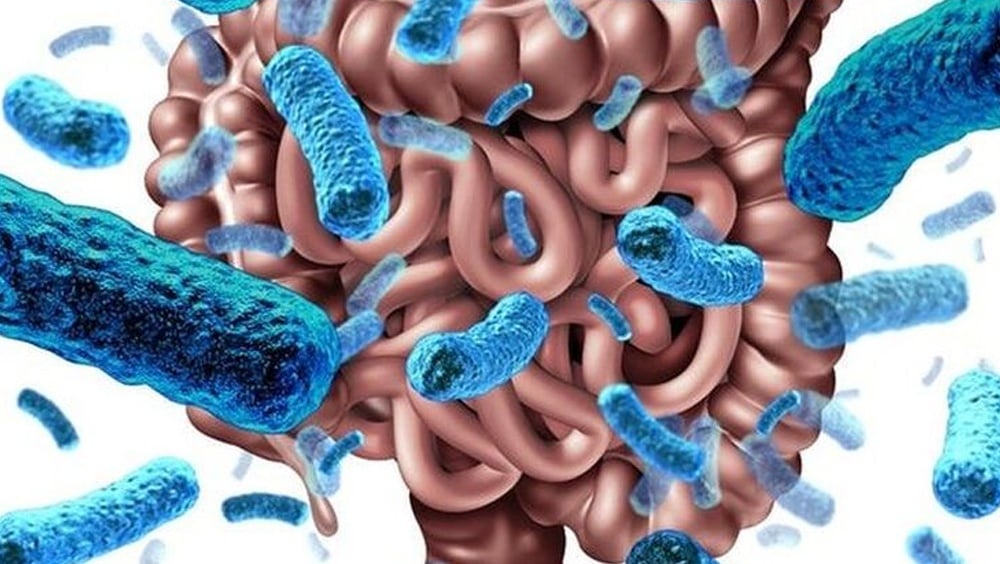 Ba nhóm vi khuẩn trong đường ruột