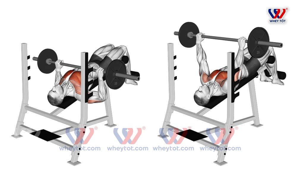 Tập ngực đẩy tạ trên ghế nghiêng xuống