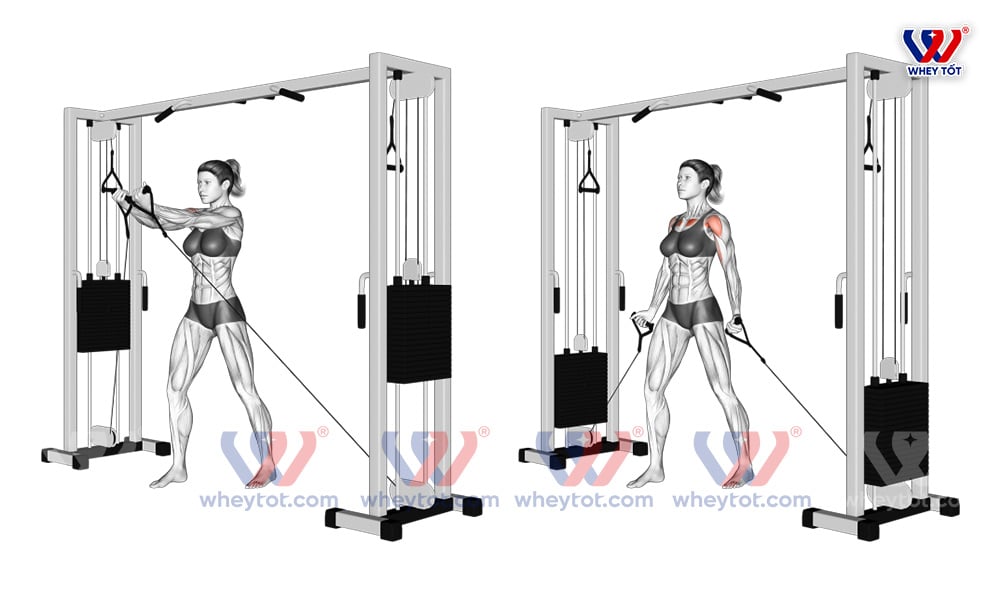 Bay ngực với dây cáp từ dưới lên