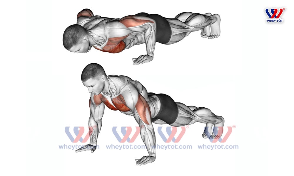 Bài tập ngực to hít đất - Push Up