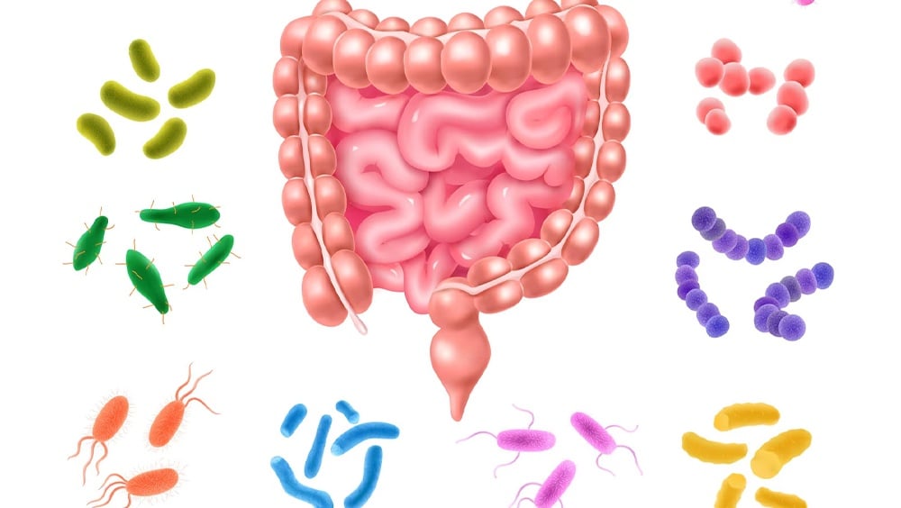 Bảy chủng Lactobacillus hay gặp.