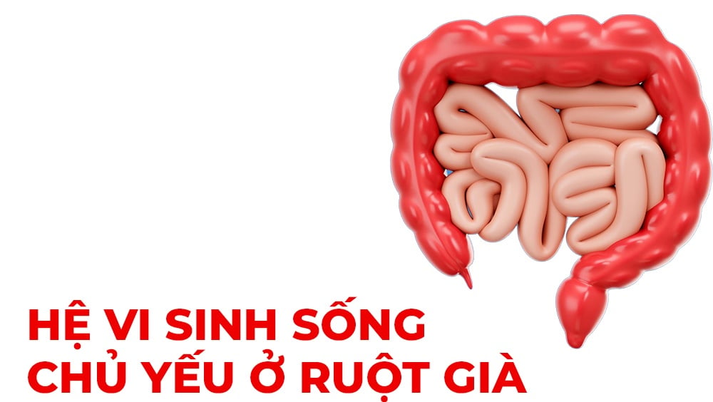 Hệ vi sinh sống chủ yếu ở ruột già