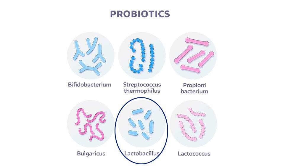 Lactobacillus