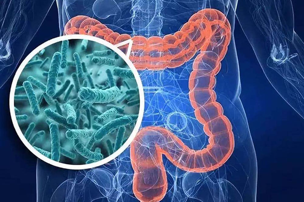Lợi khuẩn chỉ ở ruộ tạm thời