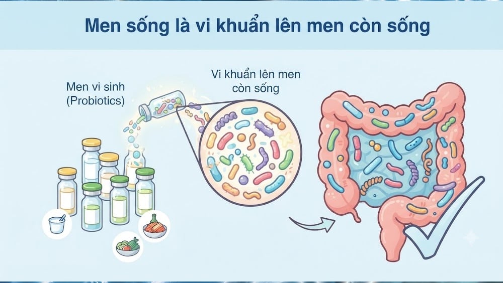 Men sống là vi khuẩn lên men còn sống
