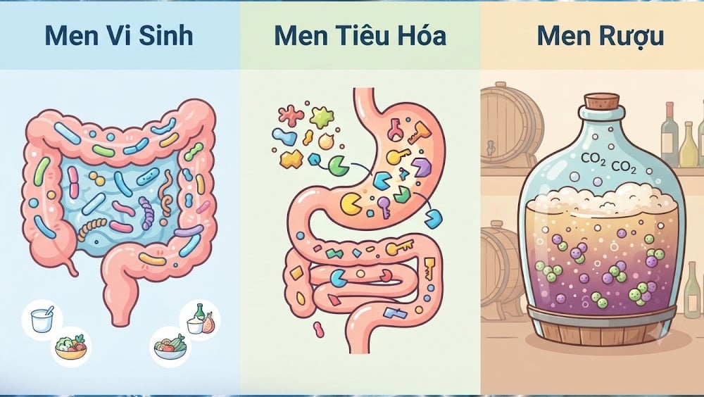 men vi sinh men tiêu hóa và men ruou
