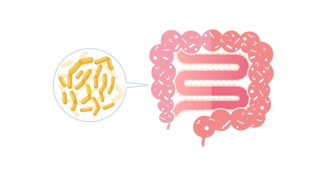 small intestine and large intestine