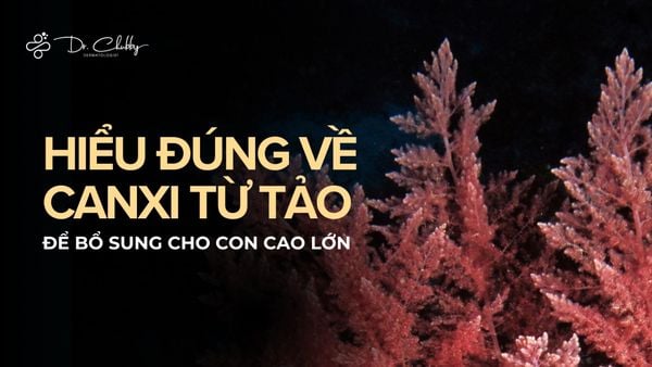 CANXI HỮU CƠ TỪ TẢO – HIỂU ĐÚNG ĐỂ CON CAO LỚN ĐÚNG NGHĨA