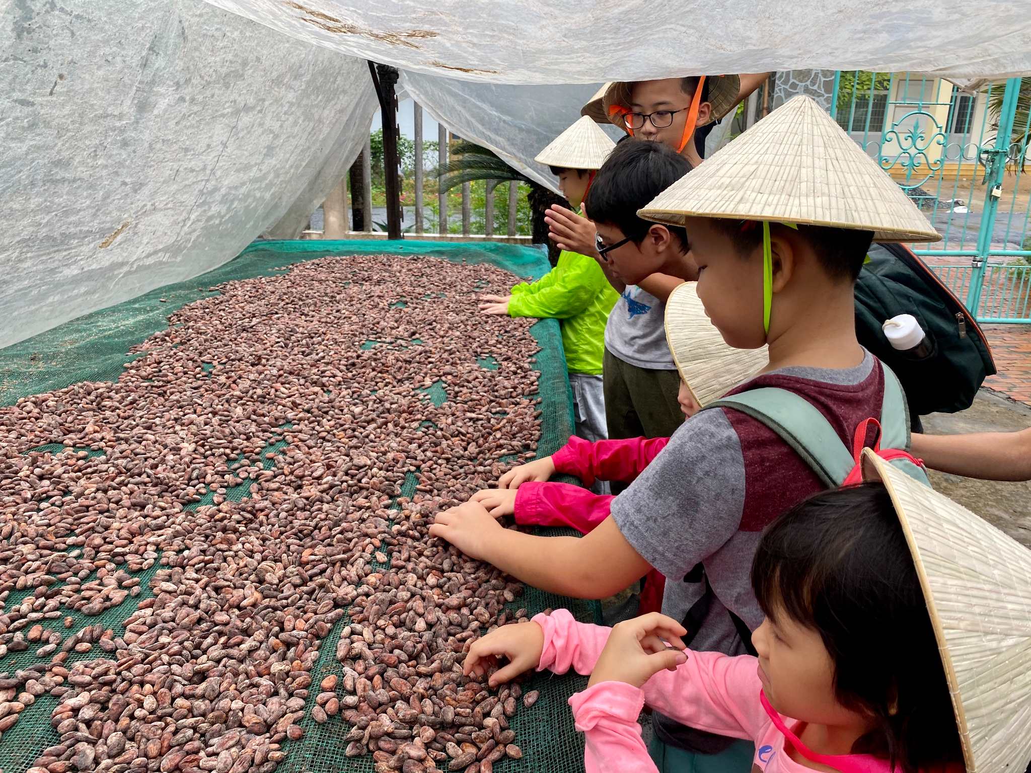 Cho con đi tham quan vườn Cacao và nhà máy làm Sô-cô-la Alluvia ở Tiền Giang