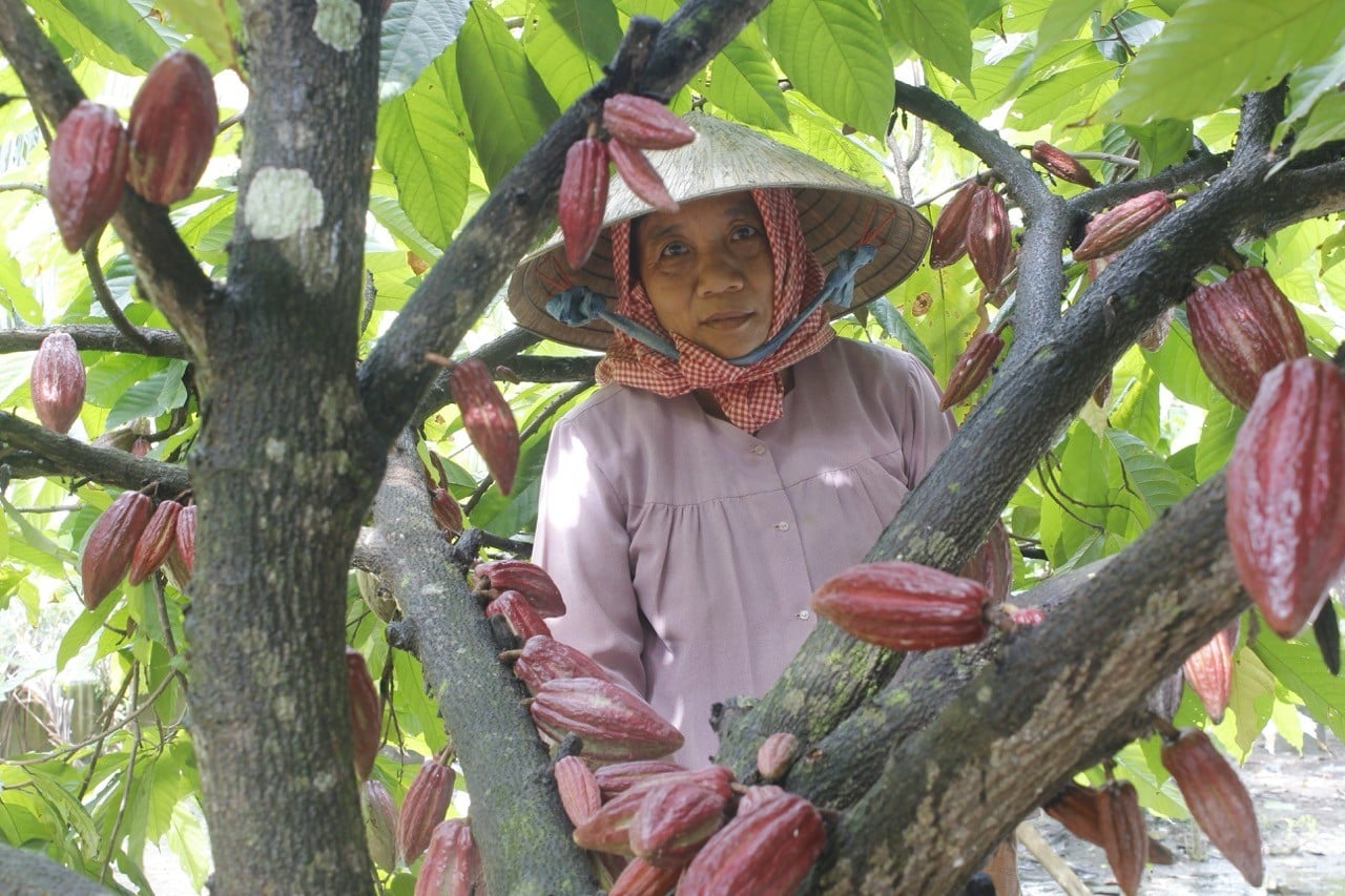 Vì Sao Sô Cô La Farm-To-Bar Ngày Càng Được Ưa Chuộng Tại Việt Nam
