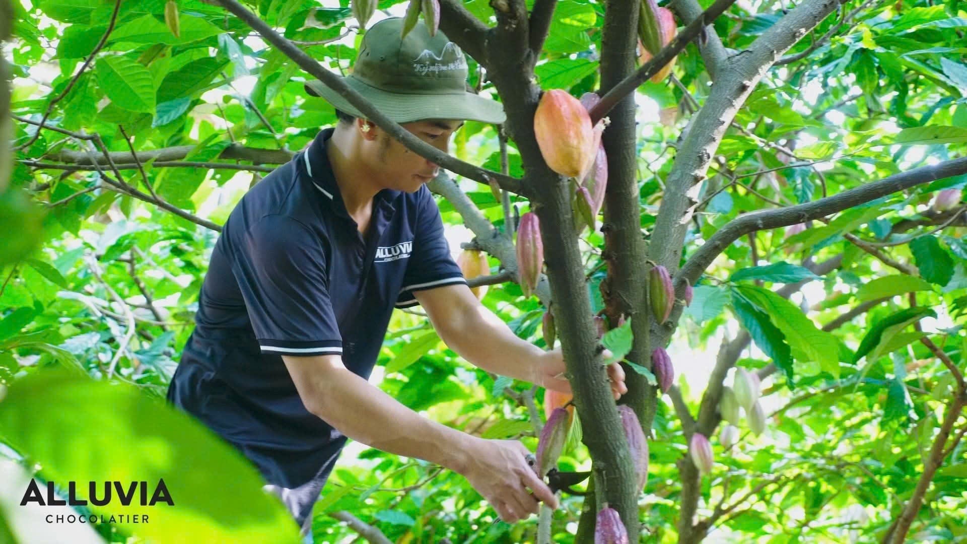 Workshop trải nghiệm làm socola cùng Alluvia Chocolatier sẽ như thế nào?