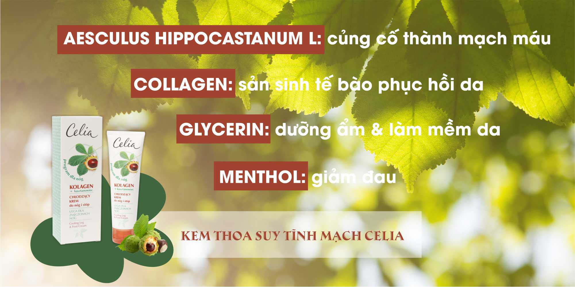 Kem thoa Celia có thành phần gì?