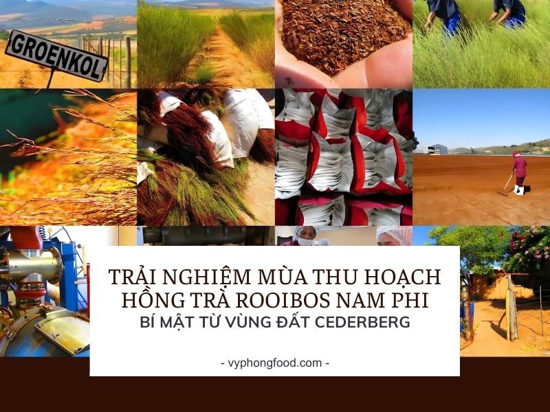 Trải nghiệm mùa thu hoạch hồng trà rooibos Nam Phi – Bí mật từ vùng đất Cederberg.