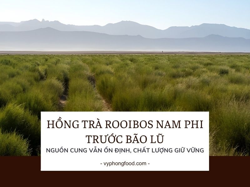 Hồng trà rooibos Nam Phi trước bão lũ: nguồn cung vẫn ổn định, chất lượng giữ vững.