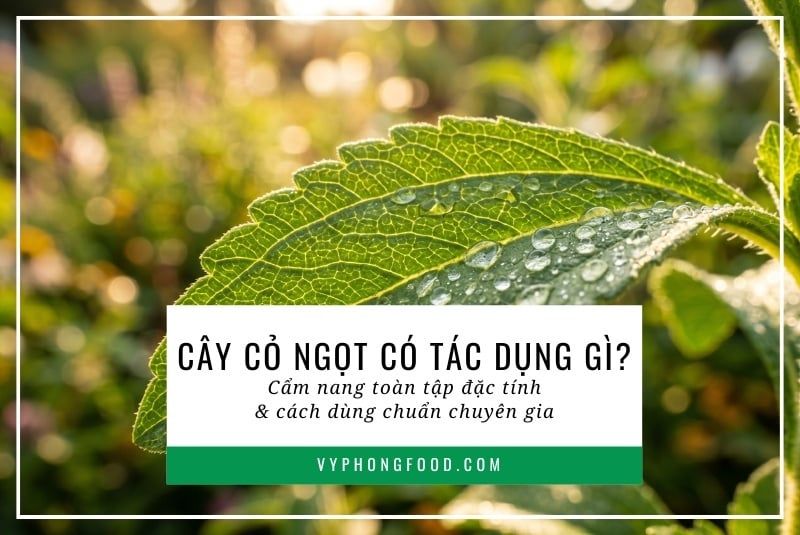 Cây cỏ ngọt có tác dụng gì? Cẩm nang toàn tập đặc tính và cách dùng chuẩn chuyên gia.