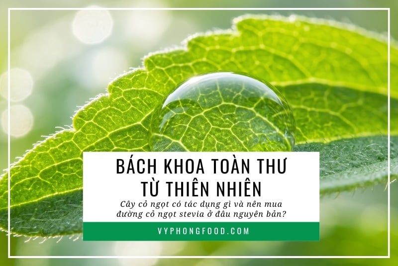 Bách khoa toàn thư từ thiên nhiên: Cây cỏ ngọt có tác dụng gì và nên mua đường cỏ ngọt stevia ở đâu nguyên bản?