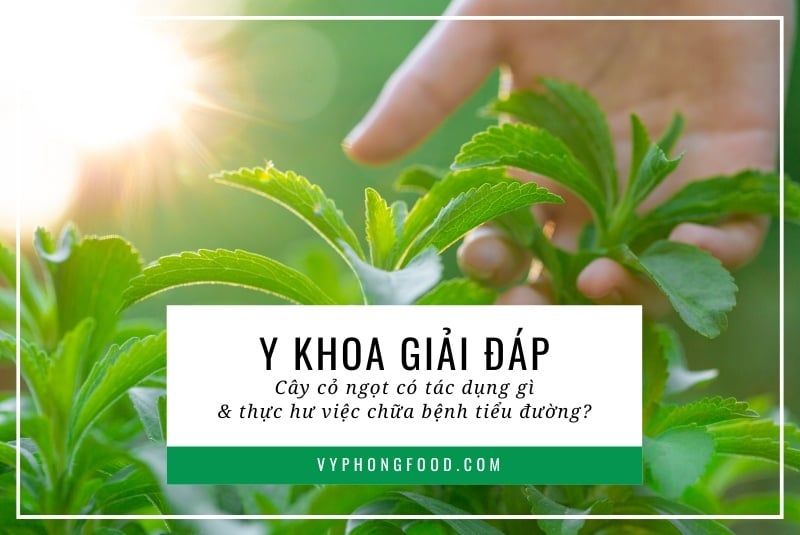 Y khoa giải đáp: Cây cỏ ngọt có tác dụng gì và thực hư việc chữa bệnh tiểu đường?