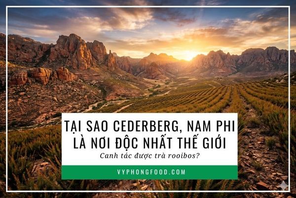 Tại sao Cederberg, Nam Phi là nơi độc nhất Thế Giới canh tác được trà rooibos?