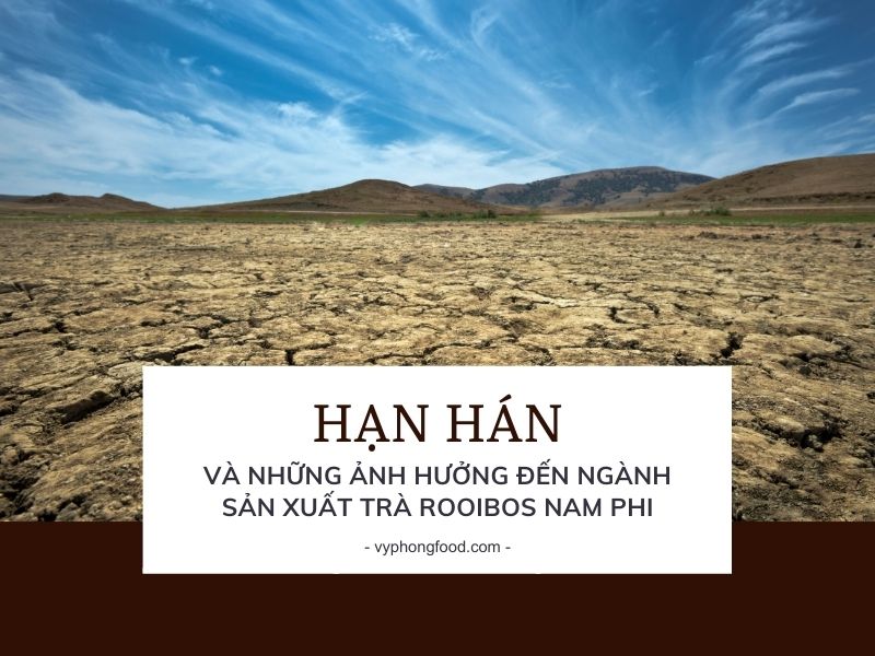 Hạn hán và những ảnh hưởng đến ngành sản xuất trà Rooibos Nam Phi.