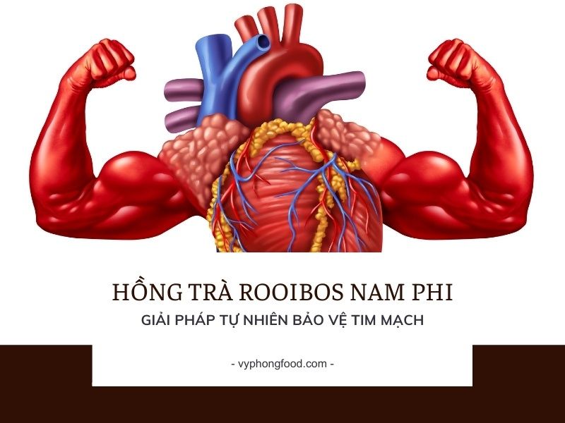 Hồng trà rooibos Nam Phi – Giải pháp tự nhiên bảo vệ tim mạch.