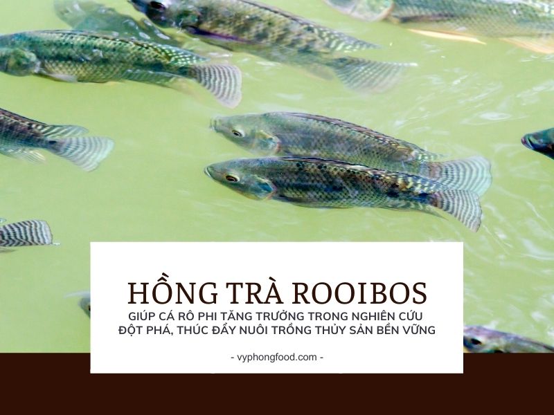 Hồng trà Rooibos giúp cá rô phi tăng trưởng trong nghiên cứu đột phá, thúc đẩy nuôi trồng thủy sản bền vững.