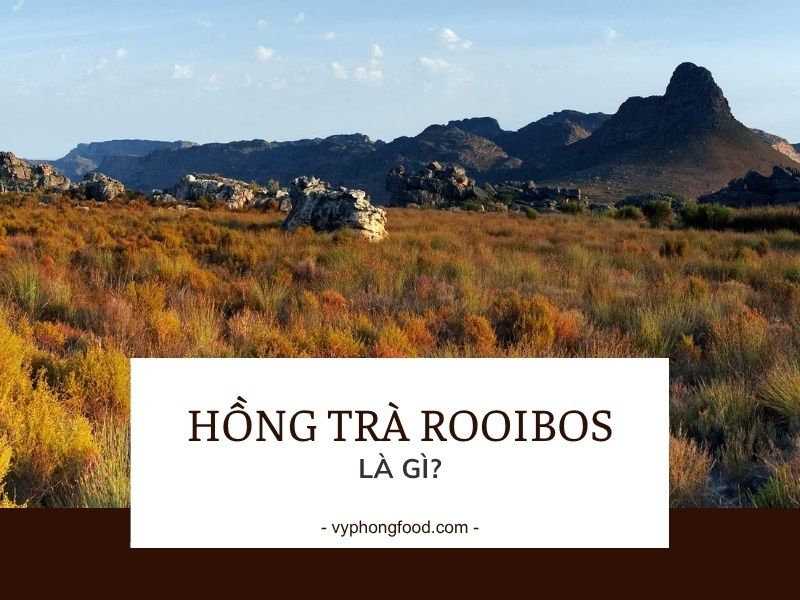Hồng trà rooibos (Red Bush) là gì?