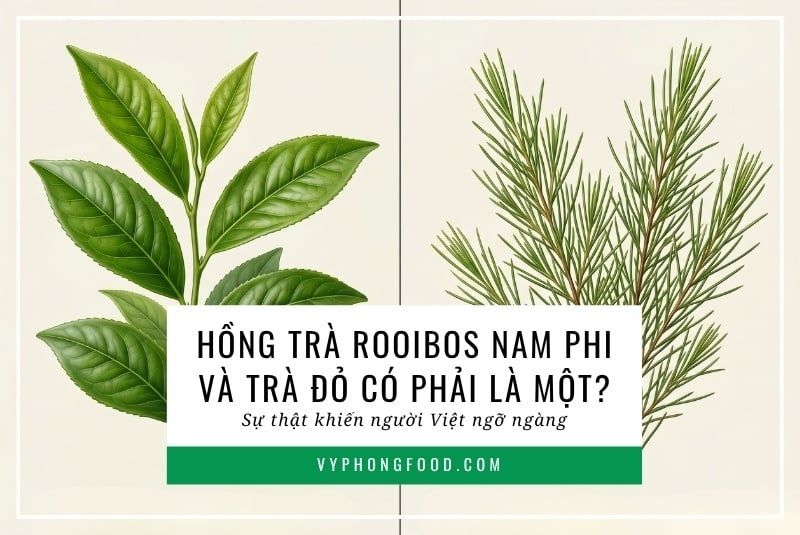 Hồng trà rooibos Nam Phi và trà đỏ có phải là một? Sự thật khiến người Việt ngỡ ngàng.