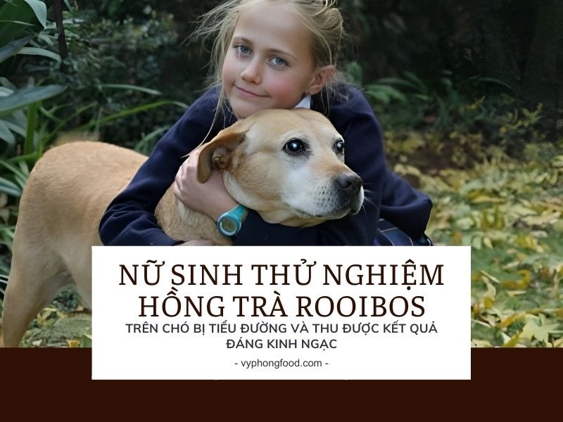 Nữ sinh thử nghiệm hồng trà rooibos trên chó bị tiểu đường và thu được kết quả đáng kinh ngạc.