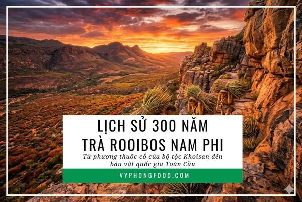 Lịch sử 300 năm trà rooibos Nam Phi: Từ phương thuốc cổ của bộ tộc Khoisan đến báu vật quốc gia Toàn Cầu.