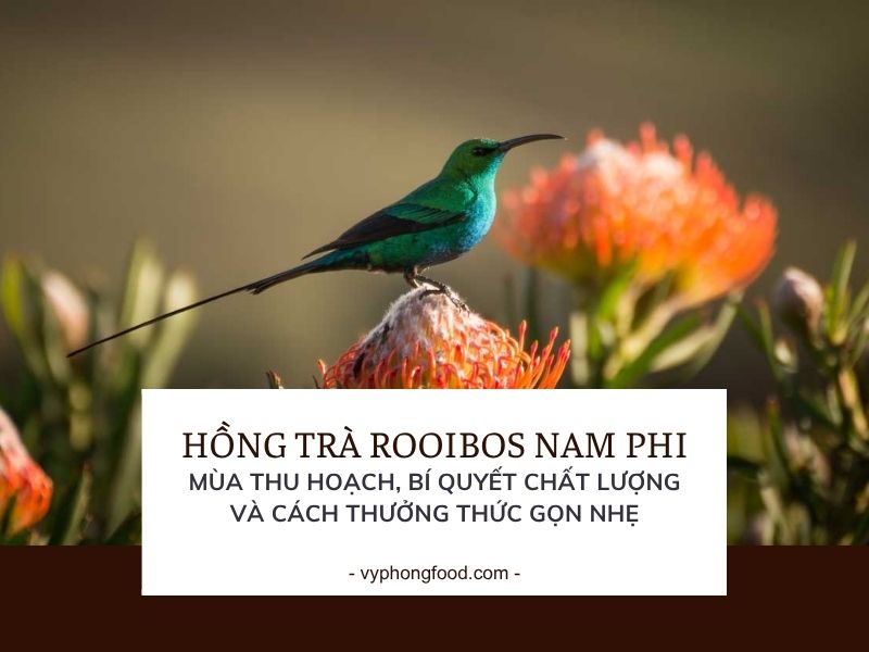 Hồng trà rooibos Nam Phi: Mùa thu hoạch, bí quyết chất lượng và cách thưởng thức gọn nhẹ.