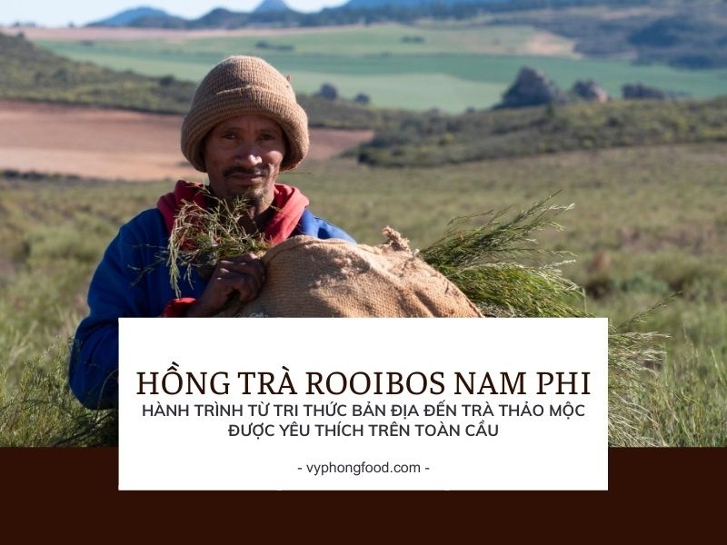 Hồng trà Rooibos Nam Phi – Hành trình từ tri thức bản địa đến trà thảo mộc được yêu thích trên toàn cầu.