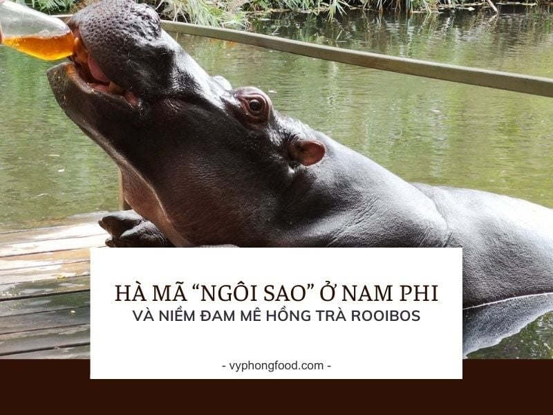 Hà Mã “Ngôi Sao” Ở Nam Phi Và Niềm Đam Mê Hồng Trà Rooibos.