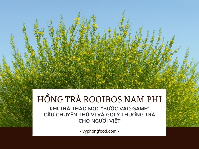 Hồng trà rooibos Nam Phi: Khi trà thảo mộc “bước vào game” – câu chuyện thú vị và gợi ý thưởng trà cho người Việt.