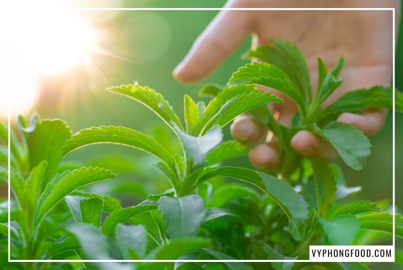 Minh họa y khoa phân tích chi tiết cây cỏ ngọt có tác dụng gì trong kiểm soát đường huyết cho người bệnh tiểu đường và giải pháp từ đường cỏ ngọt stevia Sugarless nguyên chất.