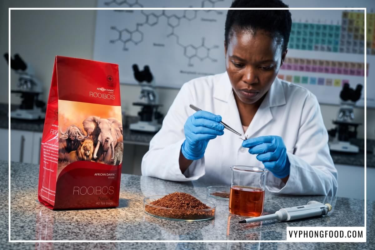 Nghiên cứu trà rooibos Nam Phi có chứa caffeine không và kiểm nghiệm mẫu lá trên đĩa petri phòng lab.