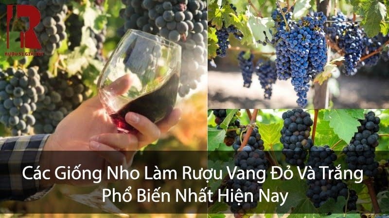 Top 18 Các Giống Nho Làm Rượu Vang Đỏ & Trắng Phổ Biến
