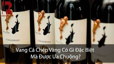 Vang Cá Chép Vàng Là Gì? Ý Nghĩa, Hương Vị & Giá Cả