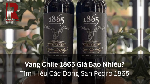 Vang Chile 1865 Giá Bao Nhiêu? Các Dòng San Pedro 1865
