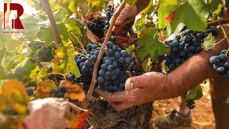 xuất xứ và đặc trưng giống nho làm rượu vang Bobal