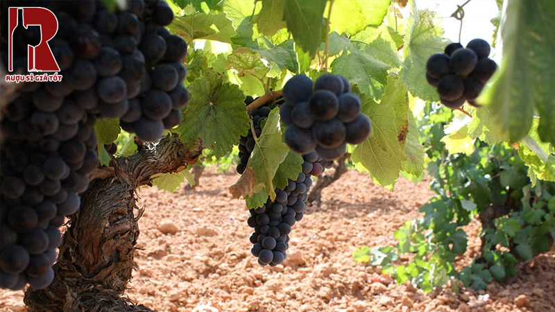 Rượu vang nho bobal giá bao nhiêu