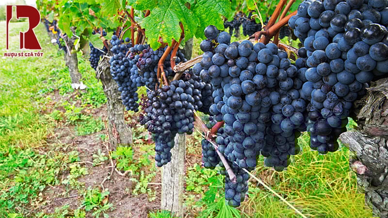 Tìm hiểu giống nho làm rượu vang Merlot