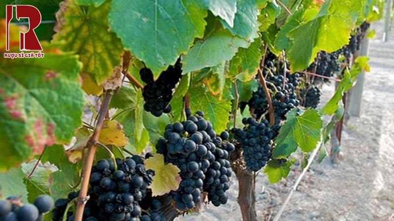 Giống nho Malvasia Nera có nguồn gốc từ đâu?