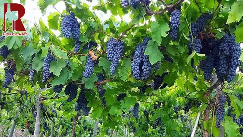 Rượu vang nho Malvasia Nera giá bao nhiêu?