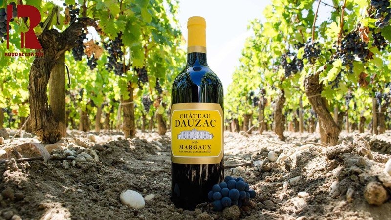 Mua rượu vang Château Dauzac Margaux chính hãng